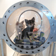 Illustration for article titled Doggie Anti-Aging Oxygen Tank: For the Completely Insane Only